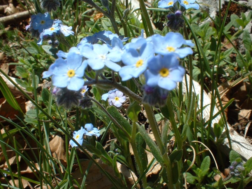 Anemone nemorosa, viola eugeniae, ranunculo